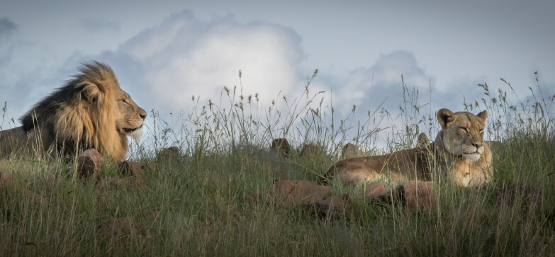 Werner Scholtz, professor of law at UWC, has called for a paradigm shift in international environmental law, which he says ‘is concerned with the conservation, inter alia, of sentient species, but generally ignores the welfare of individual animals.